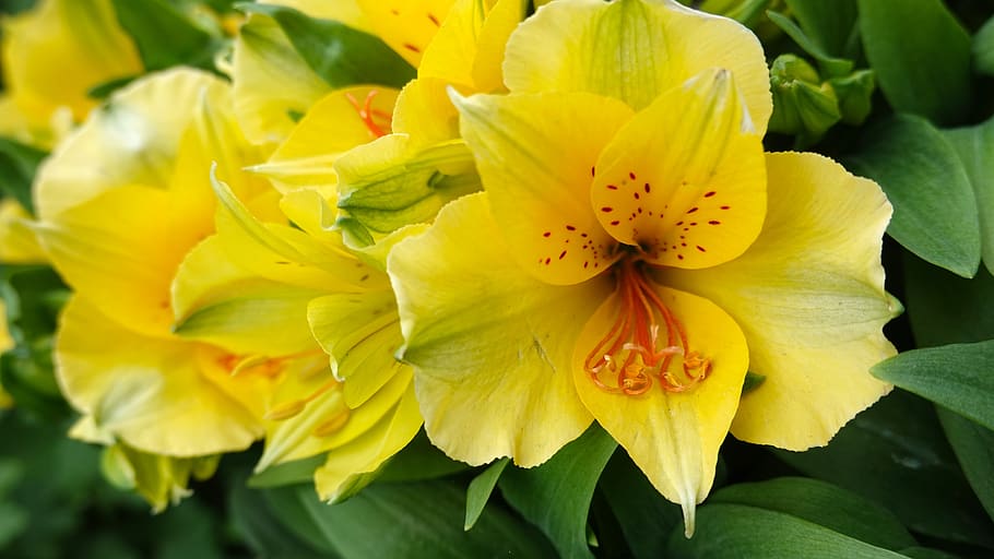Alstroemeria colorita, flor, amarillo, floración, estambres, alstroemeria, planta floreciendo, belleza en la naturaleza, fragilidad, planta