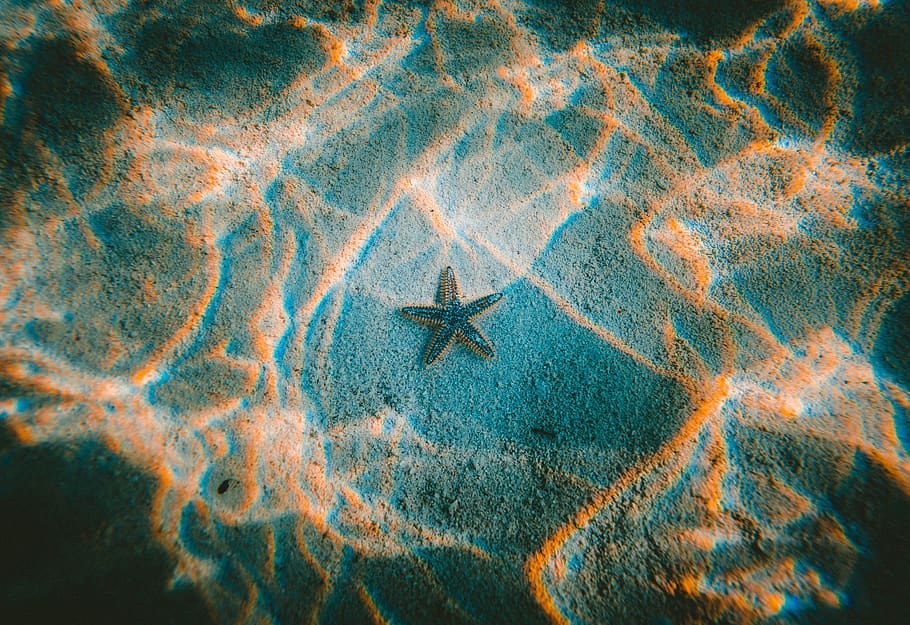 bintang laut, bawah air, samudra, laut, arus, tidak ada orang, alam, hewan, satwa liar hewan, tampilan sudut tinggi