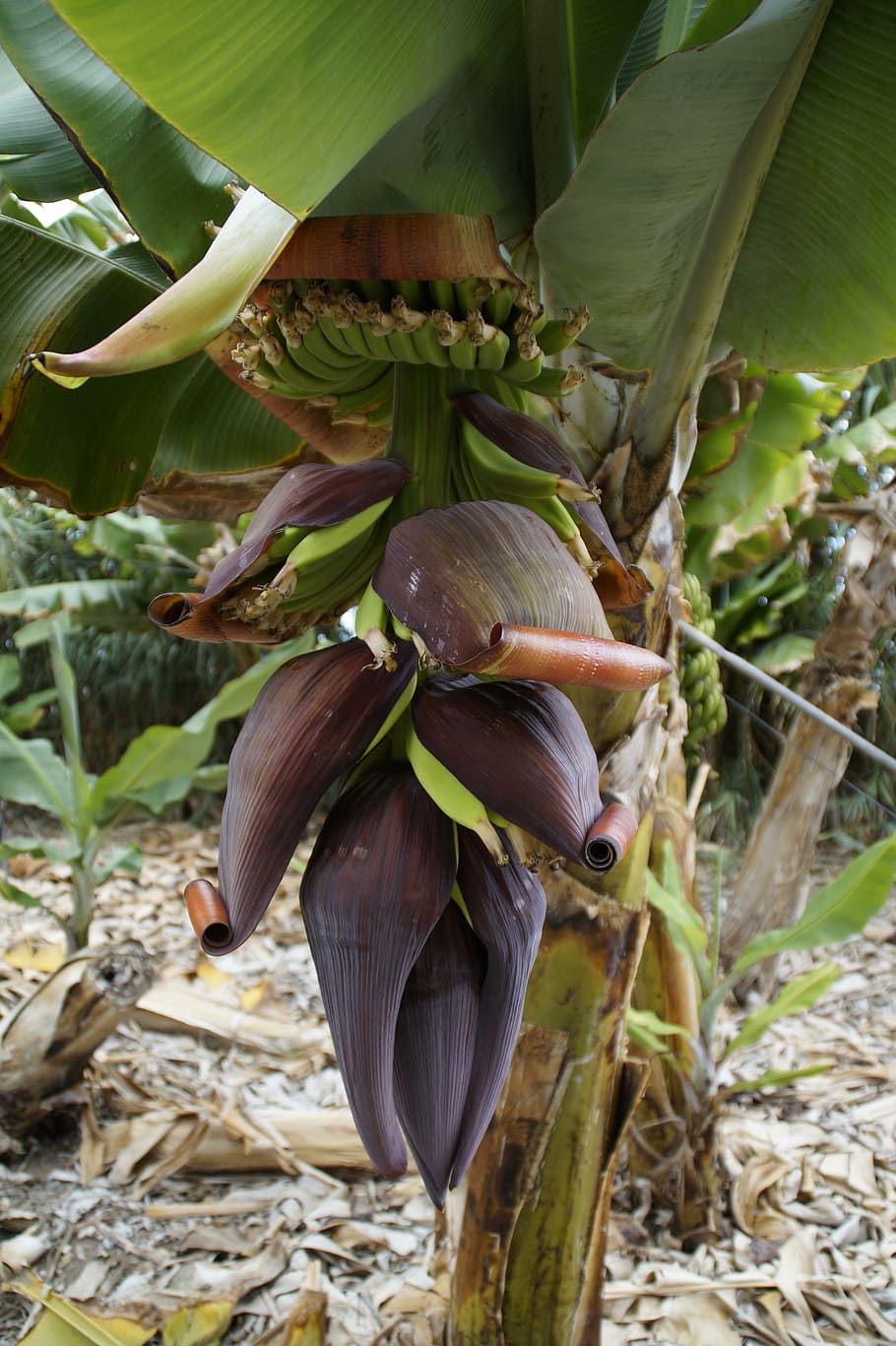 plantación de plátano, cultivo de plátano, cultivo, plátano, planta de plátano, frutas, flor, floración, inmaduro, fruta