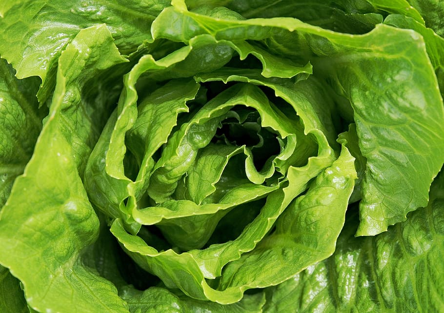 selada hijau, selada, salad, daun, hijau, sehat, makanan, klorofil, vegetarian, organik