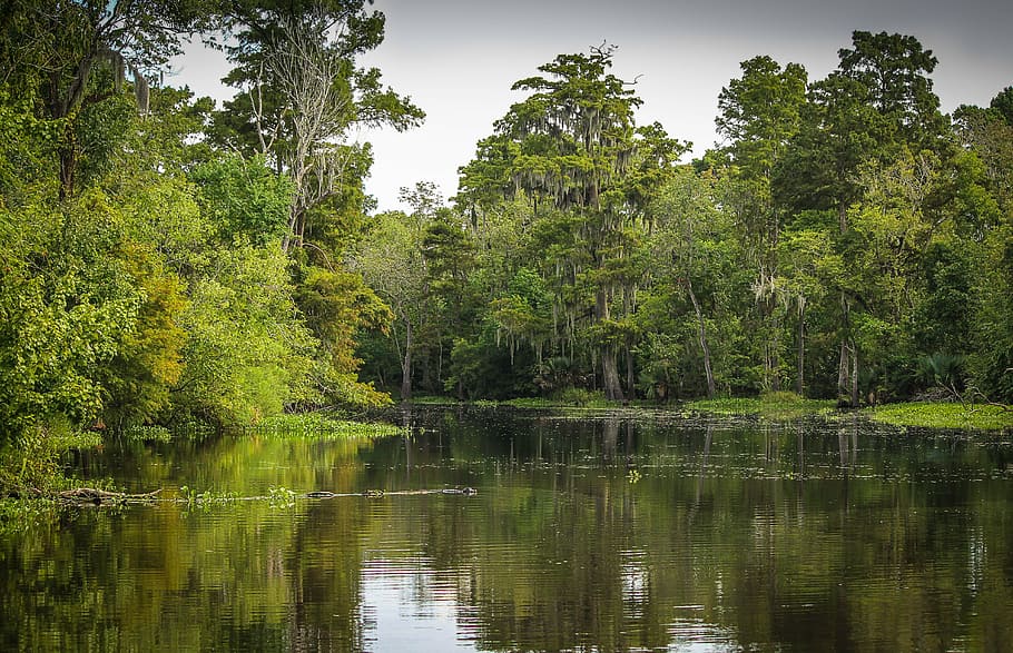body, water, surrounded, green, leaf trees, daytime, bayou, swamp, marsh, wetland