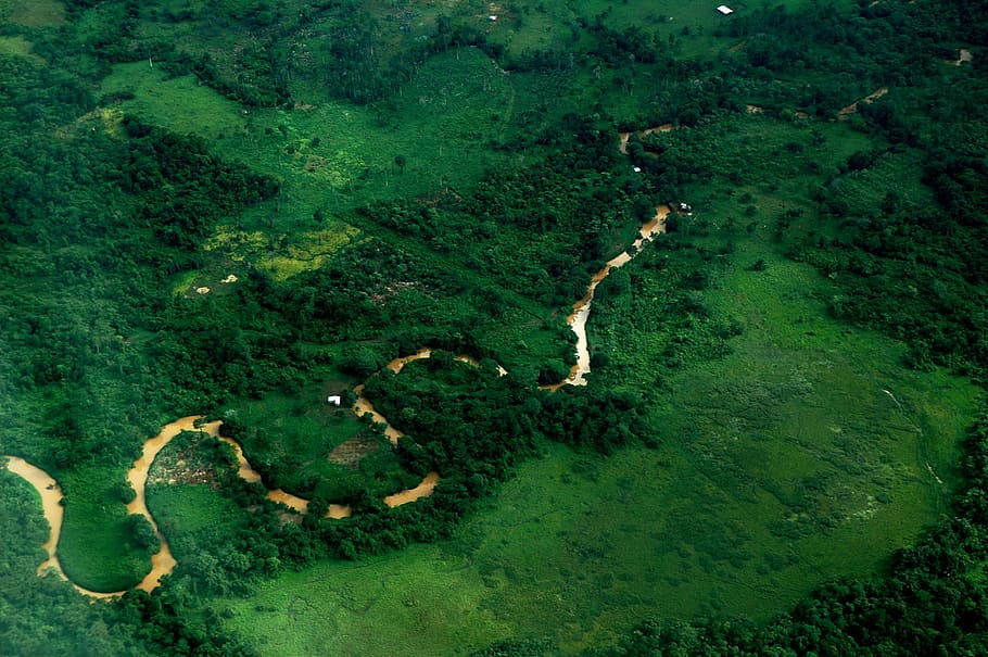 River, Loop, Aerial, Aerial View, river loop, central america, bird's eye view, green color, animals in the wild, one animal, animal themes