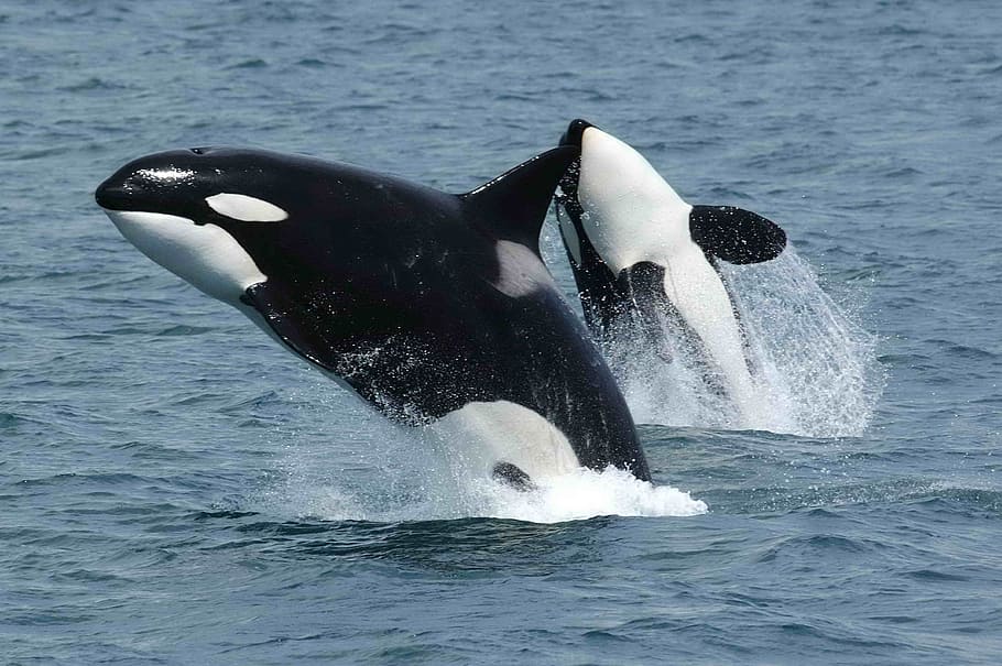 two, white-and-black dolphins, sea, killer whales, orcas, breaching, jumping, ocean, mammal, animal