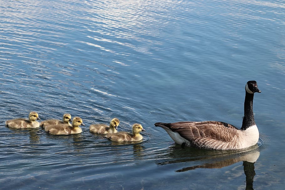 canada goose, branta canadensis, boy, chicks, water bird, plumage, wild goose, animal world, animal children, ducks