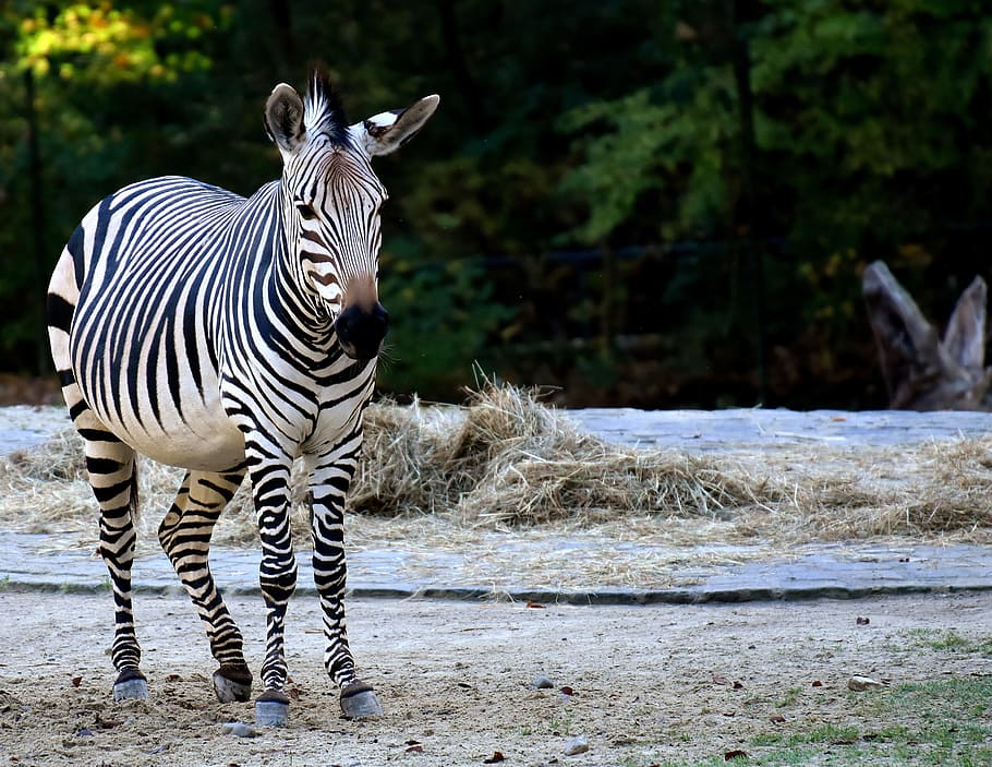 black, white, zebra, standing, brown, soil, daytime, wild animal, zoo, africa