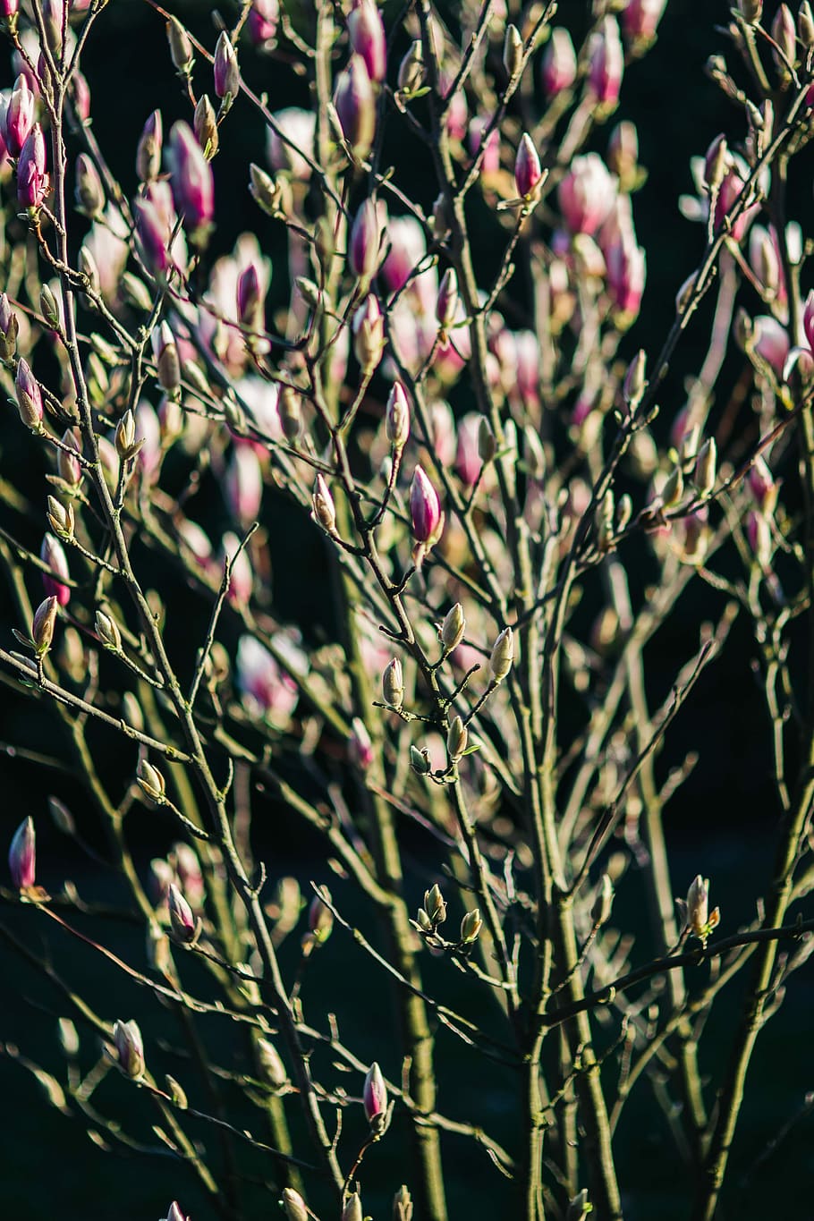ピンクの春の花, ピンク, 春の花, 花, 植物, 青空, 開花, 春, 小枝, 枝