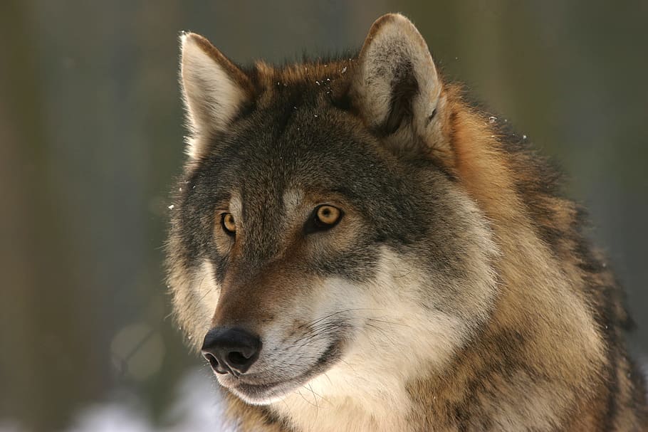 foto, gris, marrón, lobo, zoológico, canis lupus, canino, mamífero, lobos, fotografía de vida silvestre
