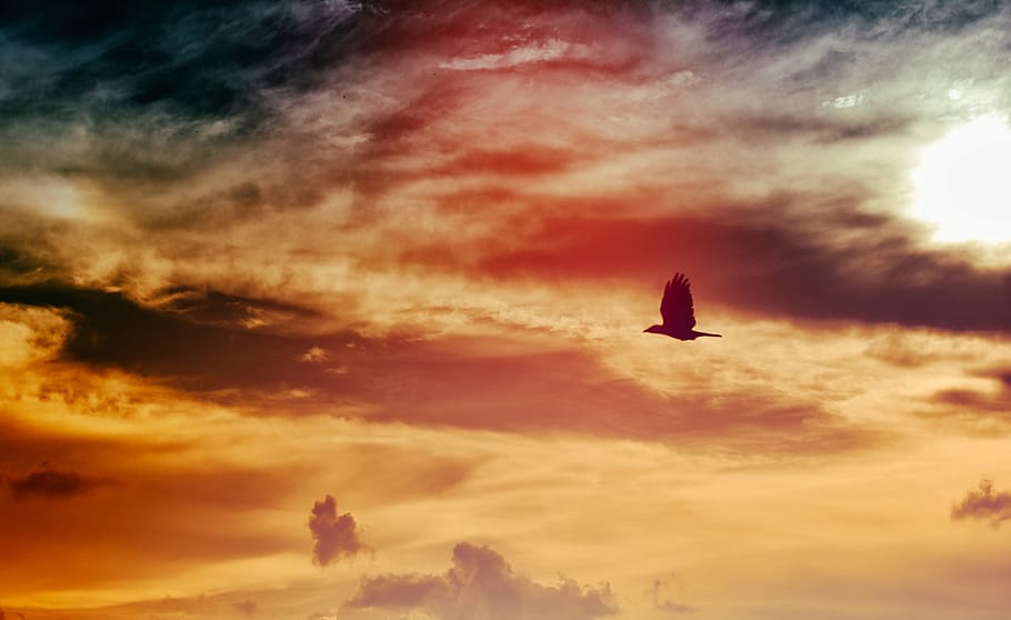silueta, pájaro, volador, gris, naranja, cielo, dorado, hora, puesta de sol, alas