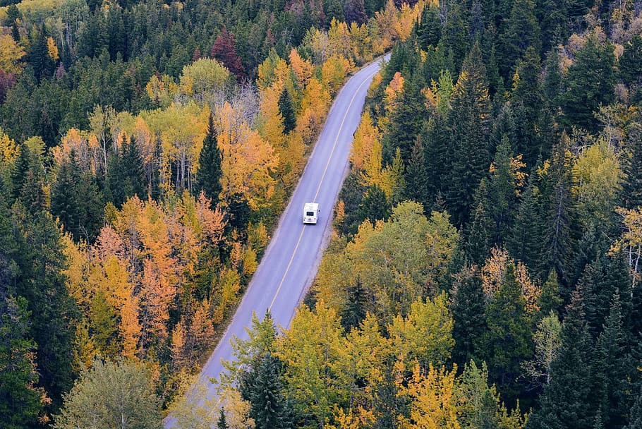 trees, forest, woods, nature, road, travel, transportation, vehicle, autumn, fall