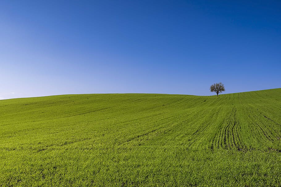 field, tree, lonely, landscape, nature, meadow, green, rural, grass, fields