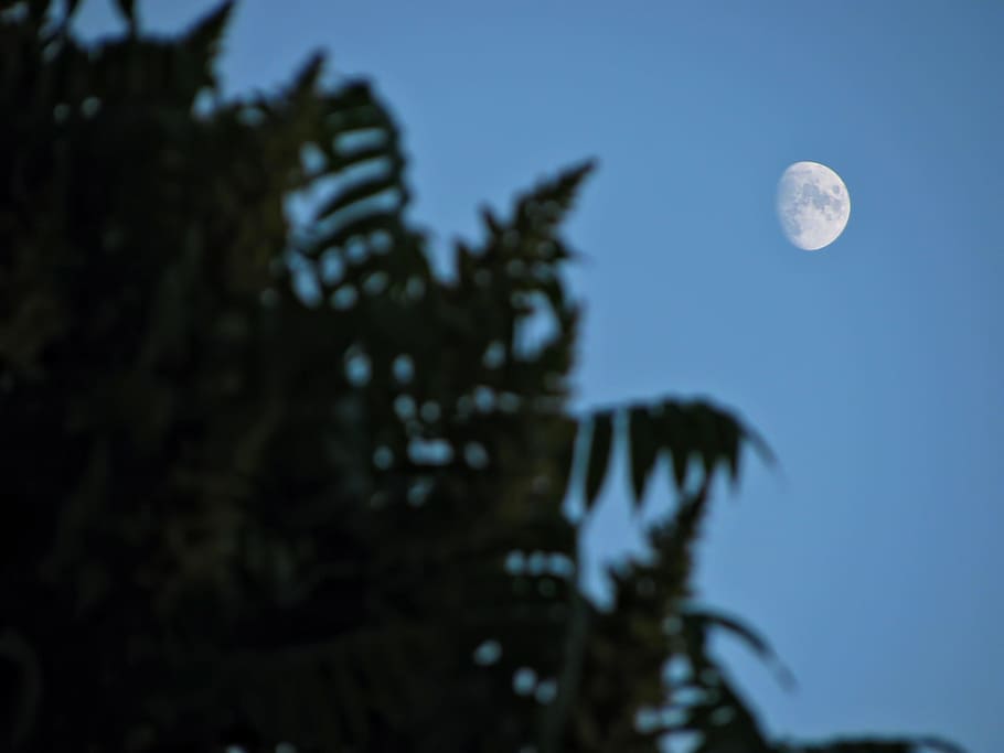 Lua, Skyscape, Árvore, Planta, céu, vegetação, ramos, azul, lua cheia, noite