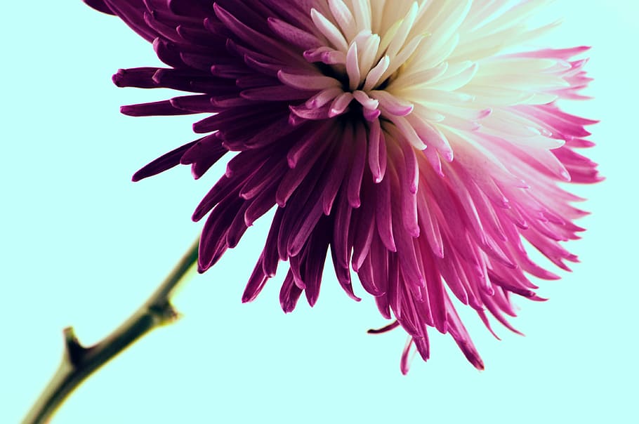 close-up photo, purple, white, chrysanthemum, bloom, flower, pink, petal, garden, plant