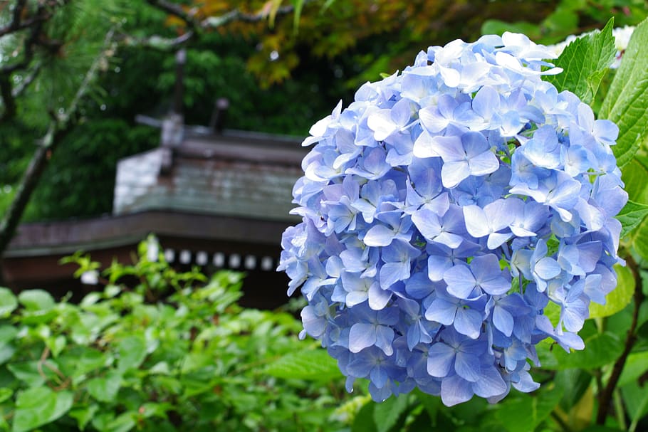 hydrangea, plant, flowers, rainy season, hydrangeas, rain, drop of water, rainy season in tokyo, summer, blue