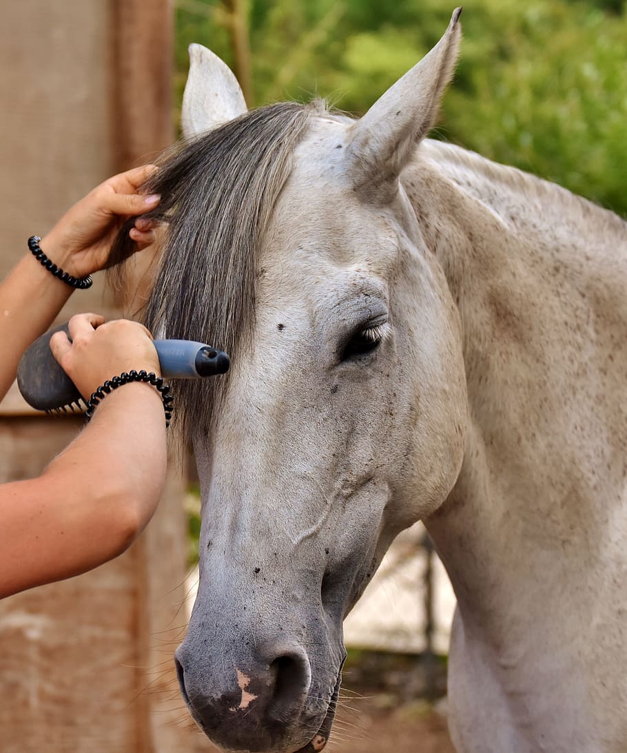 horse love, horse, clean, brush, brushes, curry, horse brush, clean horse, mold, care