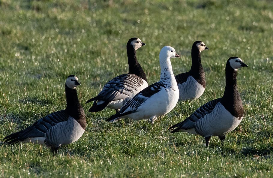 snow goose, hybrid, barnacle geese, barnacle, geese, white, waterbird, waterfowl, serene, lake