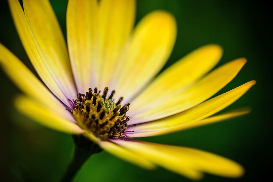 yellow, flower details, Macro shot, flower, details, nature, flowers, natural, wild, plant