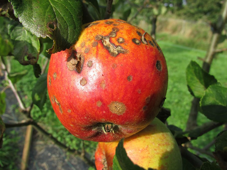 rotten, red, apple, tree, blight, decay, disease, corruption, bad, fungicide