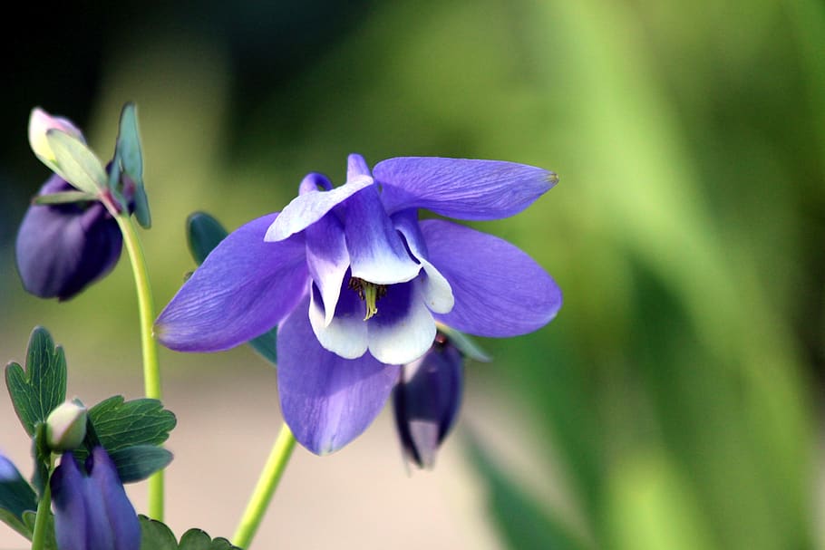 aquilegia, la cuenca, planta, naturaleza, flor, jardín, verano, flores azules, fondo verde, no hombre