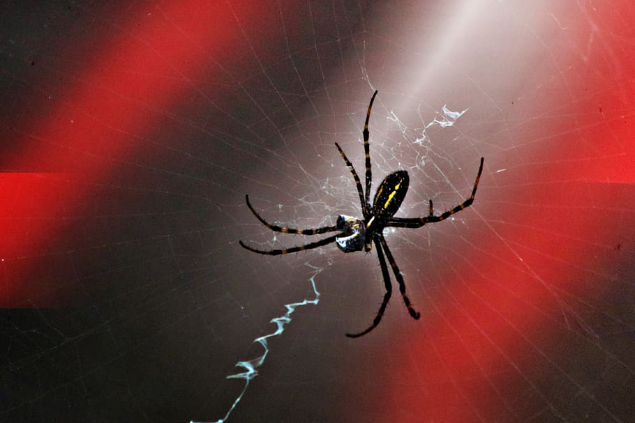 laba-laba zigzag, laba-laba, serangga, jaring, berbeda, alam, berkembang biak, hitam, kuning, taman
