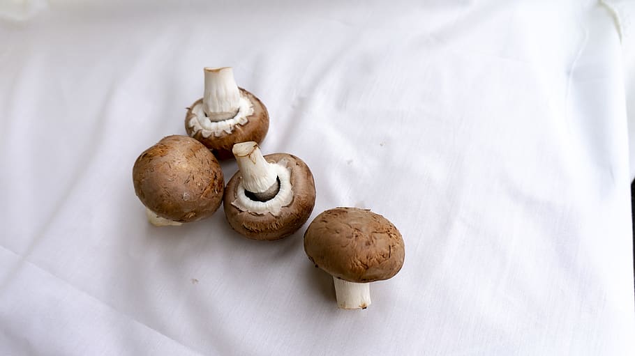 mushrooms, autumn, mushroom, nature, edible, wild, fresh, raw, healthy, ingredient