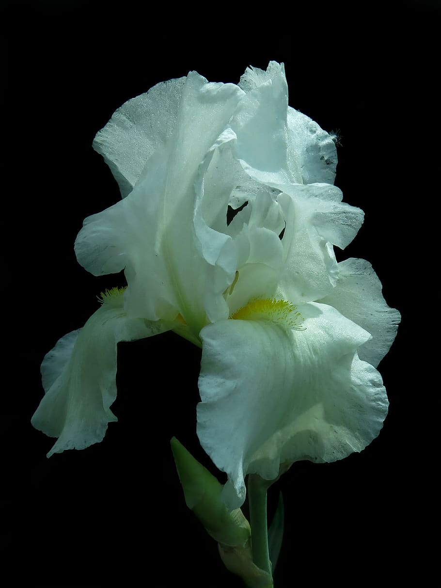 iris, iris de barba alta, flor, floración, de cerca, blanco, planta, fondo negro, foto de estudio, vulnerabilidad