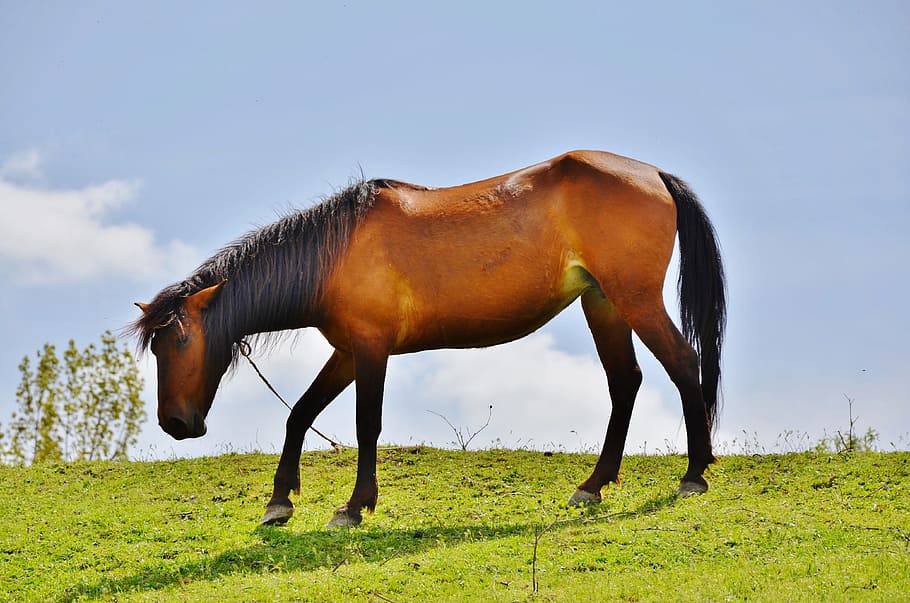 horses, animal, mammal, stallion, farm, wild, mane, run, gallop, dom