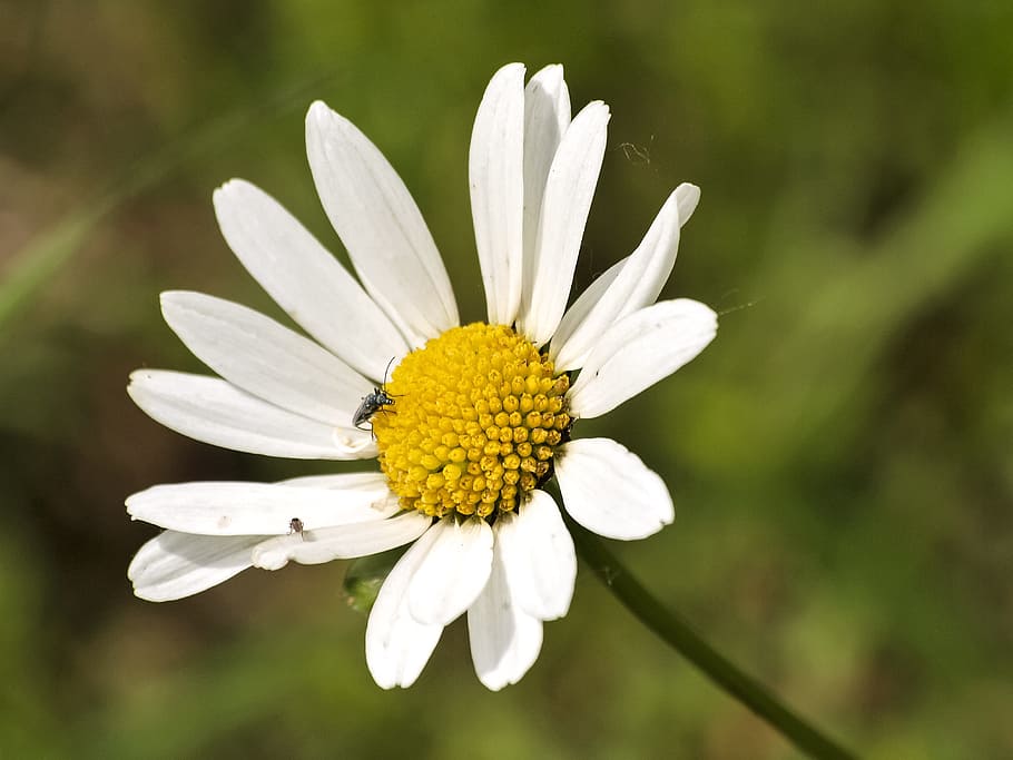Flower, Plant, Blossom, marguerite, bloom, nature, daisy, summer, close-up, outdoors