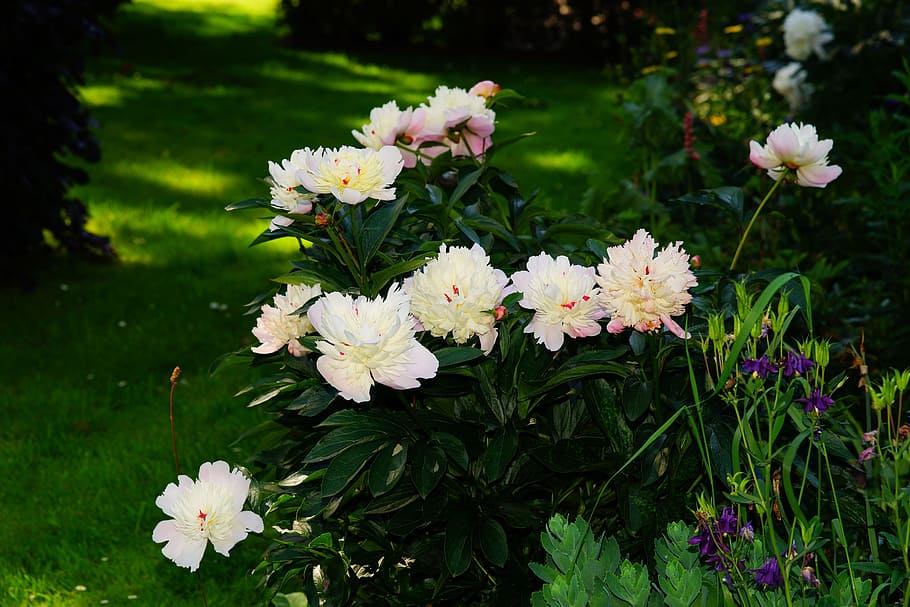 close-up photo, white, petaled flowers, flowers, peony, garden, ornament, splendor, the beginning of spring, frühlingsbote n
