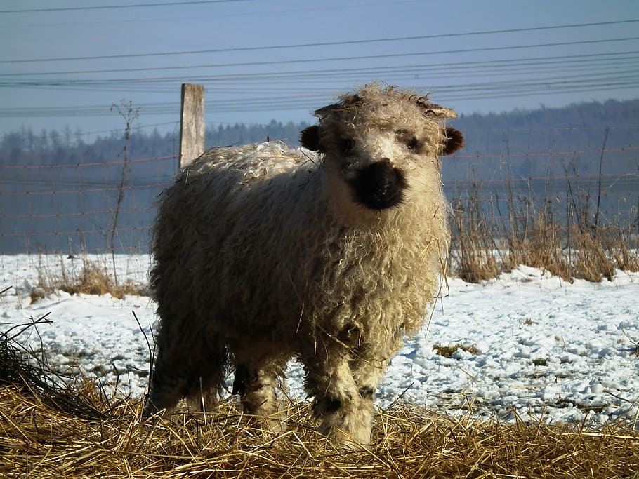 sheep, lamb, walliser black nose, winter, wool, sweet, cute, schäfchen, animal, farm