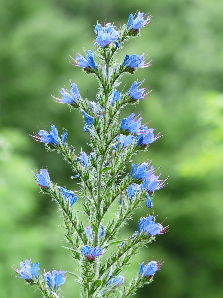 natternkopf comum, inflorescência, comum, cabeça de cobra, flor, flores, azul, echium vulgare, raublattgewächs, boraginaceae