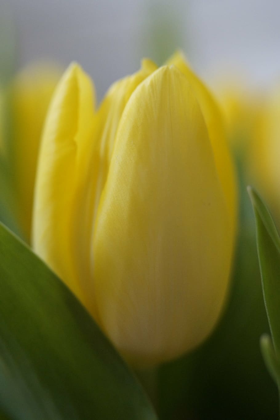 tulips, tulip bouquet, bouquet, spring, spring flower, strauss, plant, blossom, bloom, tulipa