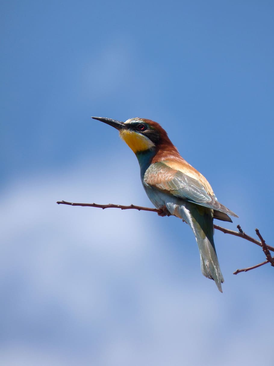 bee-eater, abellerol, merops apiaster, branch, sky, birds, wild life, animalia, bird, animal themes