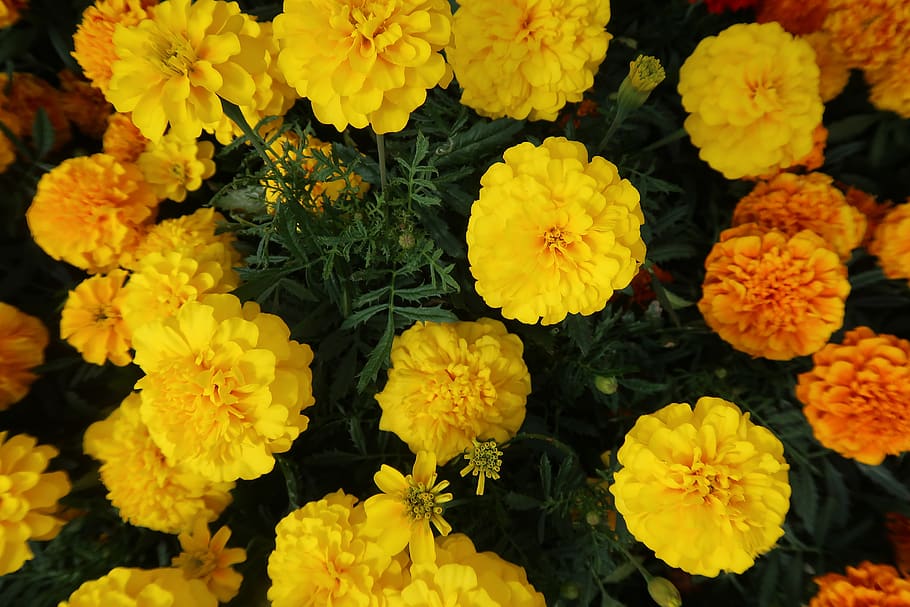 marigold, marigold yellow, marigolds, marigolds blossom, marigold bloom, bloom, garden flowers, flower, botany, beautiful flowers
