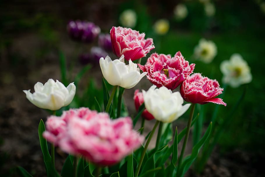 fotografi close-up, putih, merah, bunga petaled, warna-warni, bunga, tanaman, alam, outdoor, taman