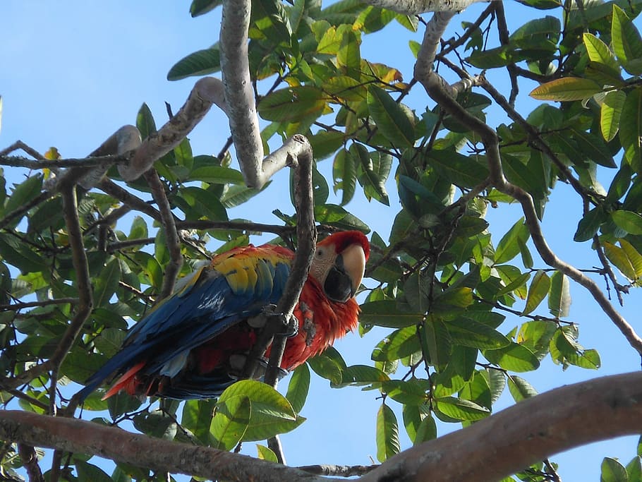 Macaw, Colombia, Colorful, Animal, Ave, colorful animal, cauca, popayan, diversity, tree