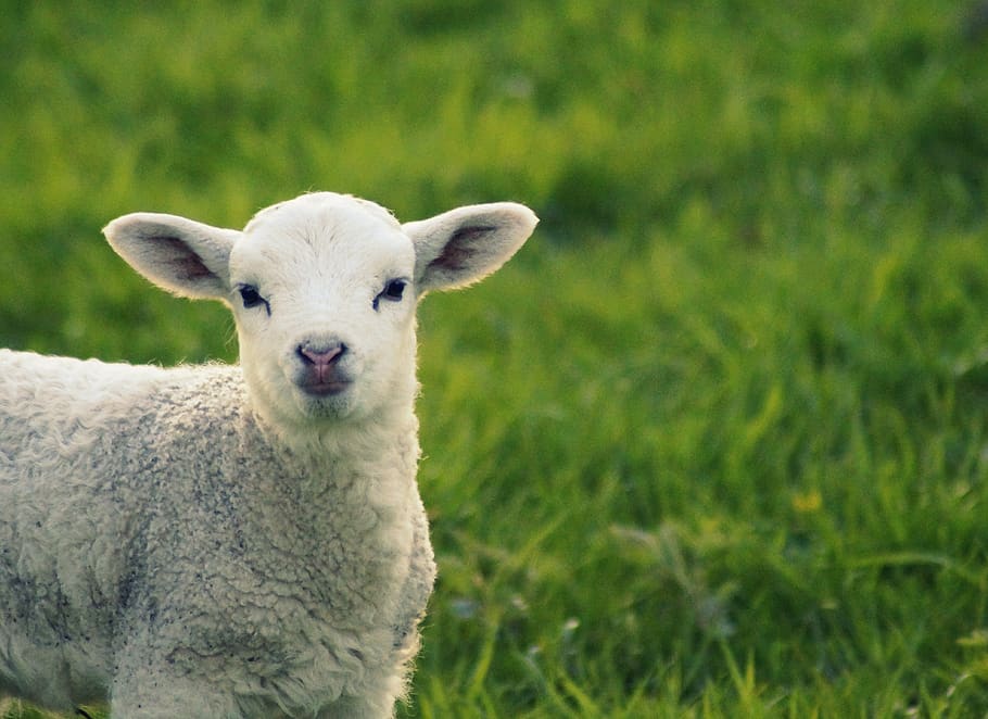 lamb, sheep, grass, green, spring, cute, sweet, curious, hello, watch