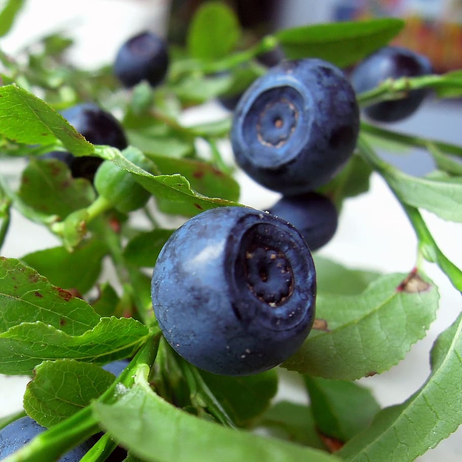 blueberry, memetik, makanan, enak, manisan, bermanfaat, musim panas, hutan, cabang, daun