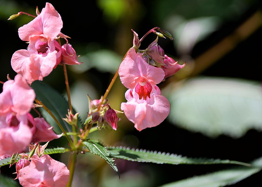 balsam, ornamental plant, balsaminengewaechs, indian springkraut, flowering plant, flower, pink color, freshness, beauty in nature, fragility