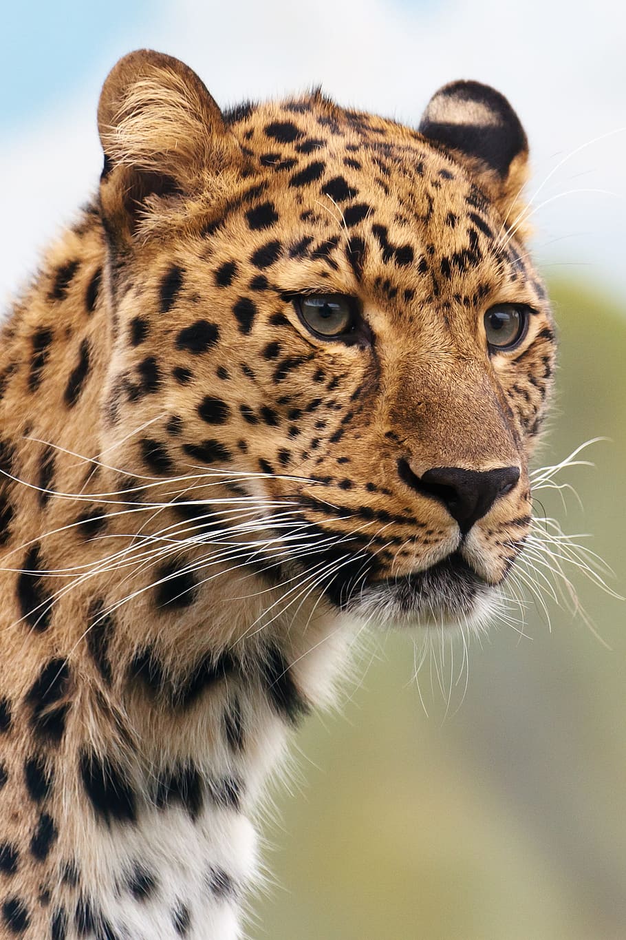 fotografi macan tutul, siang hari, cheetah, macan tutul, hewan, besar, karnivora, kucing, berbahaya, pemburu