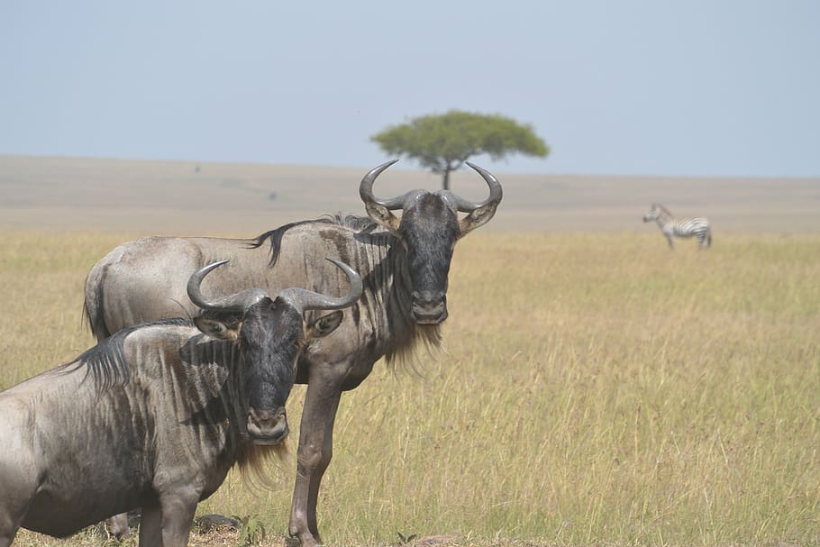 wildebeests, animal, wild, wildlife, mammal, african, fauna, national, park, landscape