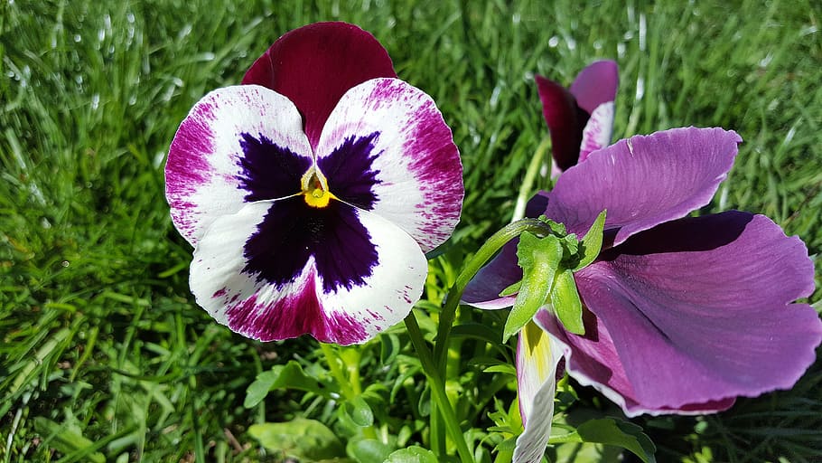 pansy, pansy flower, viola tricolor, pansies, yellow pansy, pink pansy, garden pansy, flower pansy, images of pansies, image of pansy