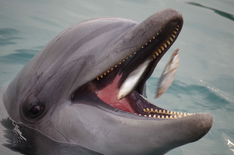 gray dolphin, the dolphin, swimming, sea, fish, animal themes, animal, animals in the wild, one animal, water