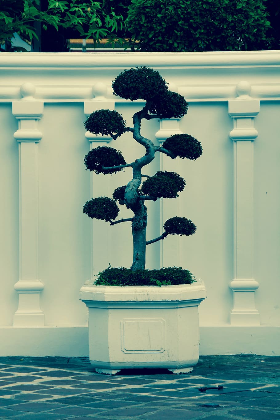 bonsai, árbol, bäumchen, verde, hojas, crecer, planta en maceta, árbol bonsai, sensible, crecimiento