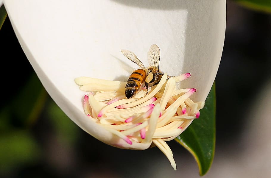 蜂, 花, マグノリア, 受粉, 花粉, 雄しべ, 昆虫, 自然, 蜂蜜, クローズアップ