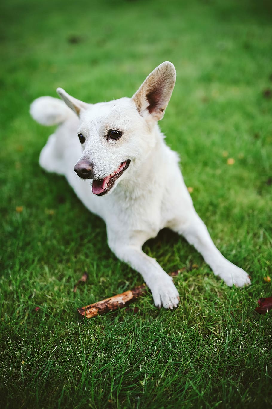 遊ぶ, スティック, 犬, ペット, 動物, 楽しい, 幸せ, 白い犬, 草, かわいい