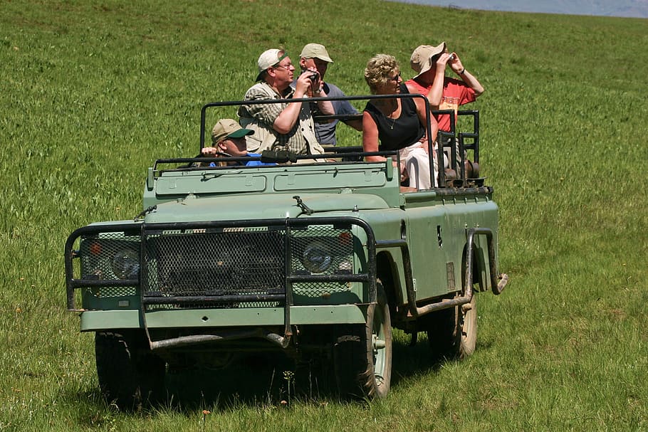 hijau, land rover bek suv, land rover, jeep, safari, tua, bek, turis, teropong, underberg