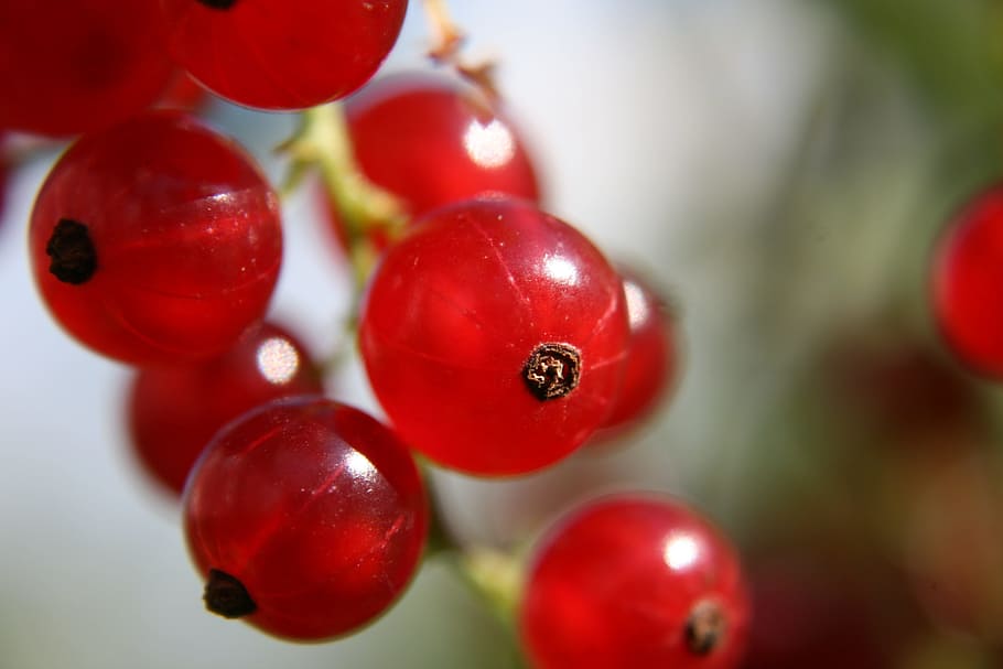currant, fruit, nature, food, juicy, berry, fruits, red, food and drink, healthy eating
