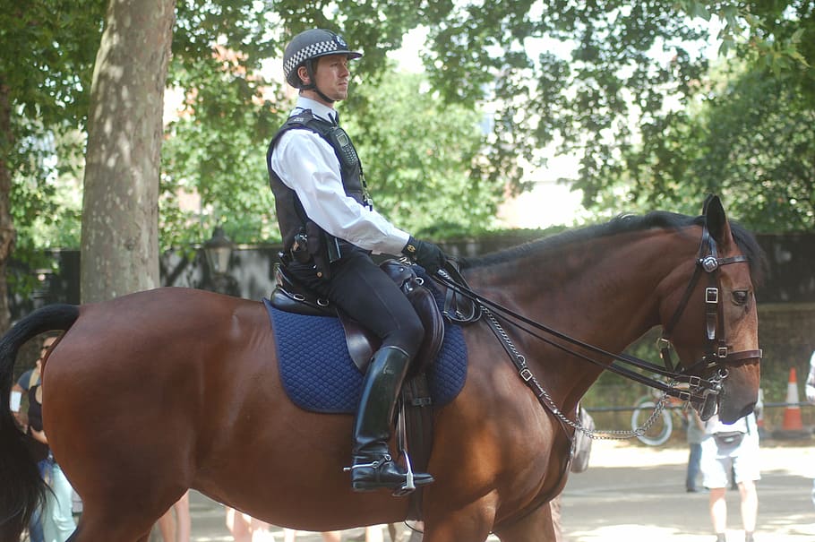 policeman, the horse, london, animal, galop, horse, street, riding, outdoors, horseback Riding
