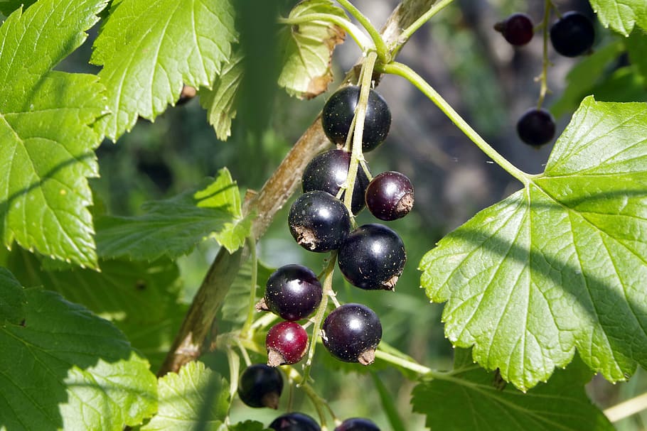 black currant, currant, natural, healthy, food, garden, sad, jam, compote, tincture