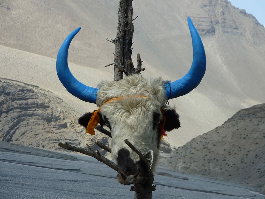 頭蓋骨, 骨, ネパール, アンナプルナ, 雄牛, ヒマラヤ, 山, 角のある, 1匹の動物, ぶら下げ